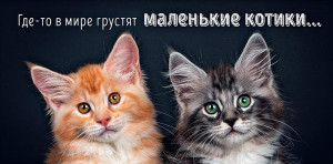 Логотип «Конверты для денег Где-то в мире... (котики), 5 шт.»